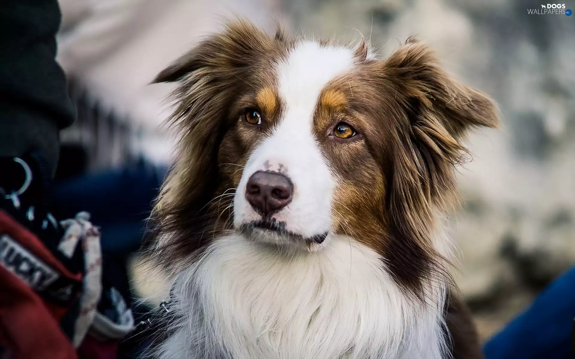dog, Australian Shepherd