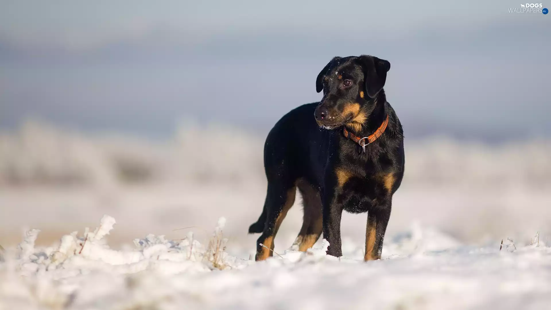 snow, dog, Shepherd French Beauceron