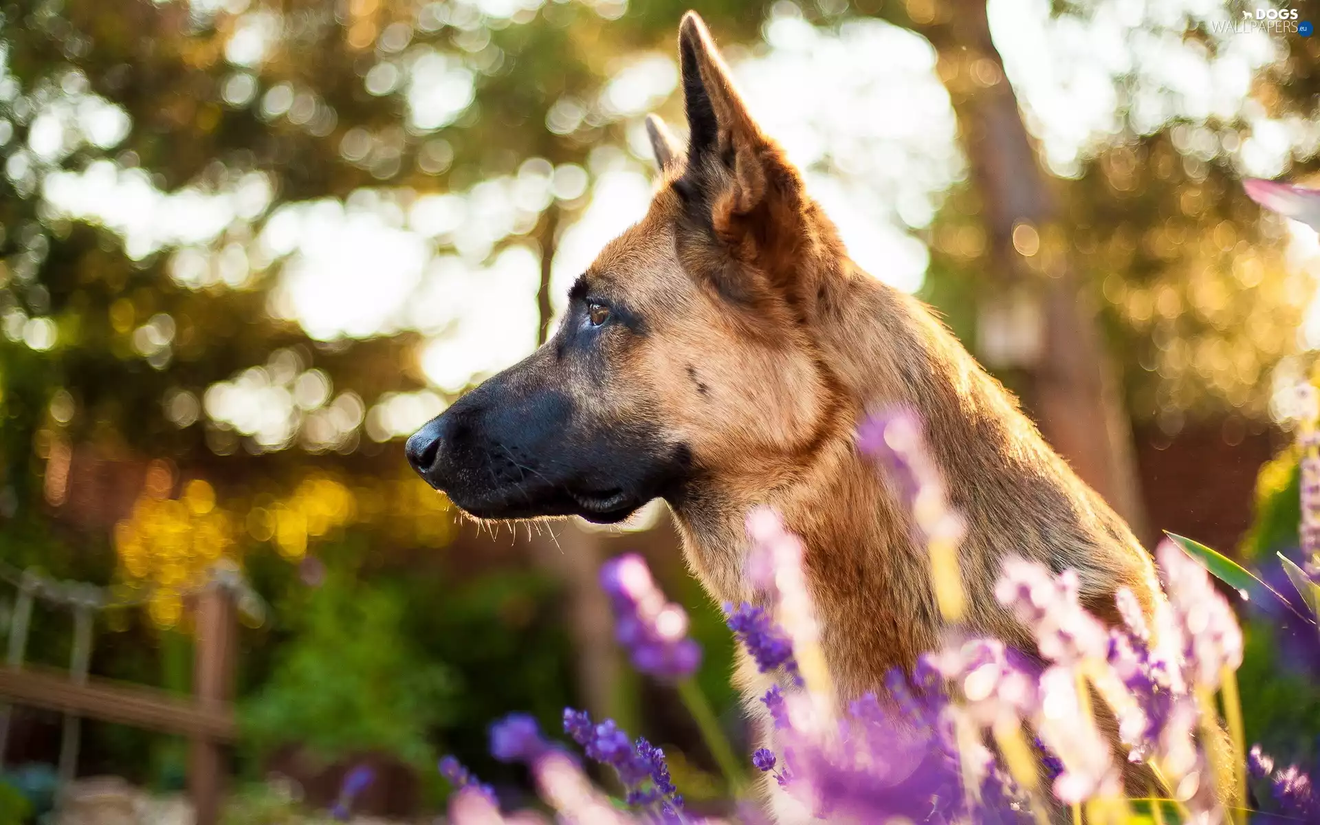 dog, Belgian Shepherd