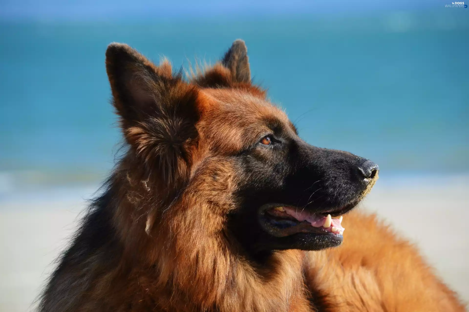 dog, German Shepherd