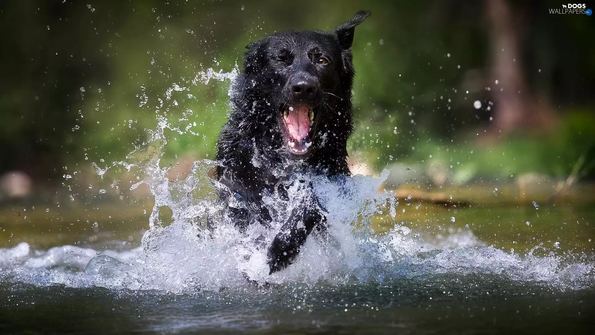 Black German Shepherd Dog, Splashing, water, dog