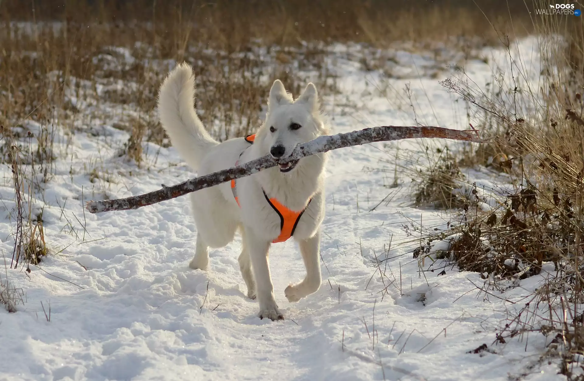 White Swiss Shepherd, winter, apport, Stick, snow, dog