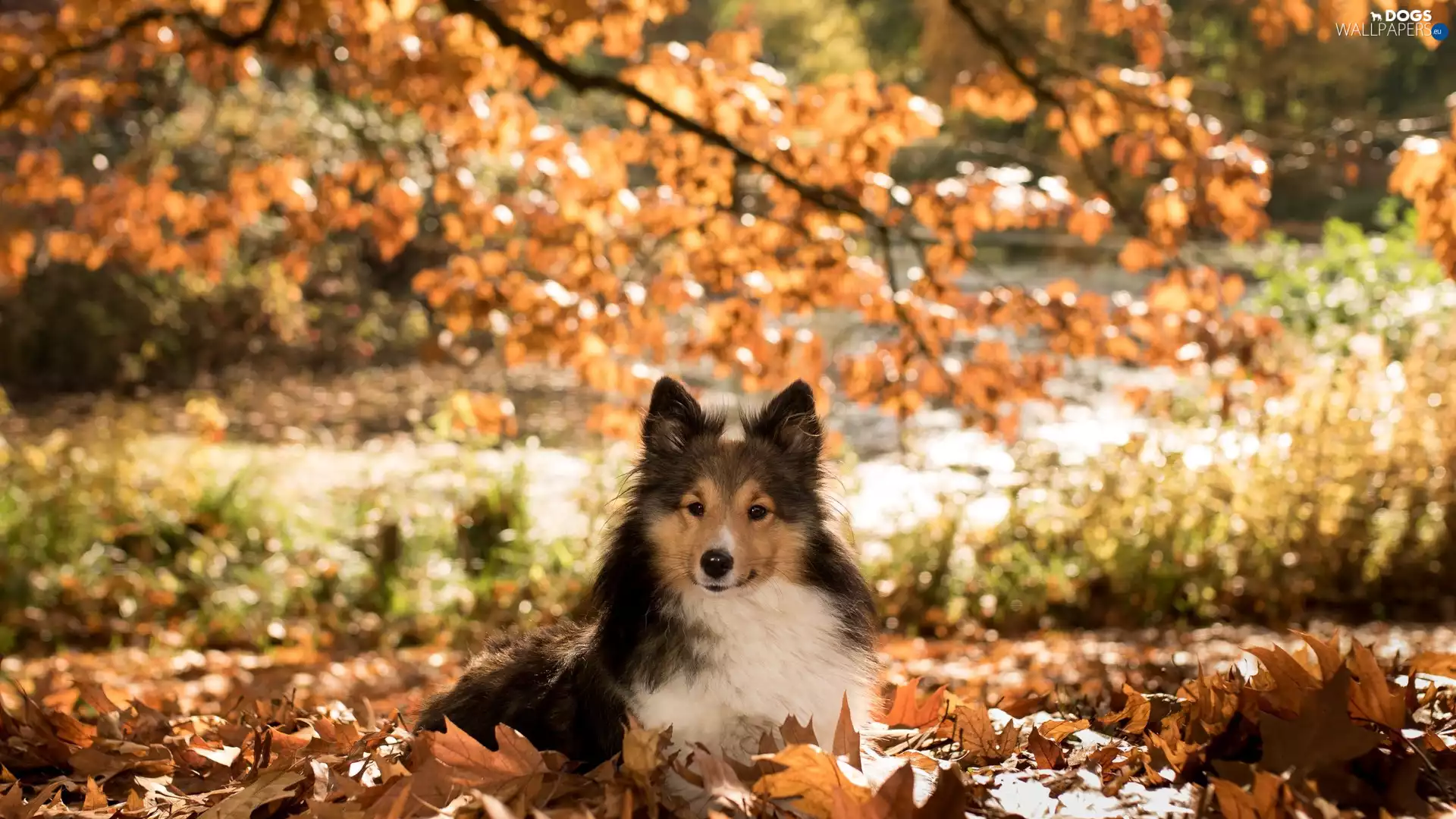 shetland Sheepdog, Leaf, dog