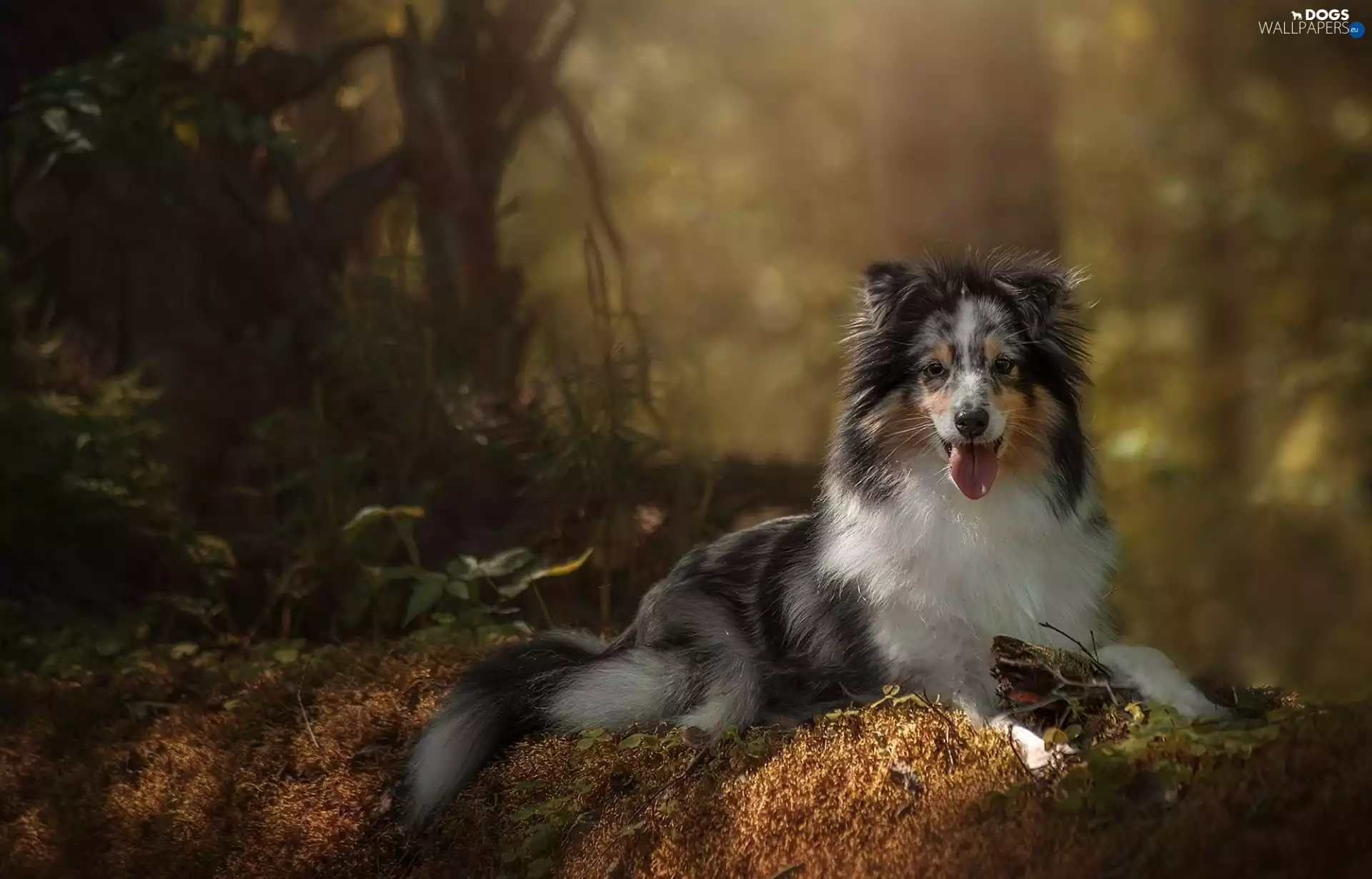 shetland Sheepdog, lying, dog