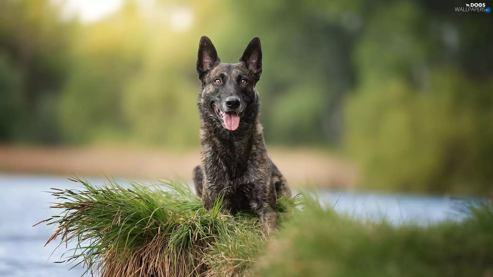 scarp, water, Short Haired Dutch Shepherd, muzzle, dog