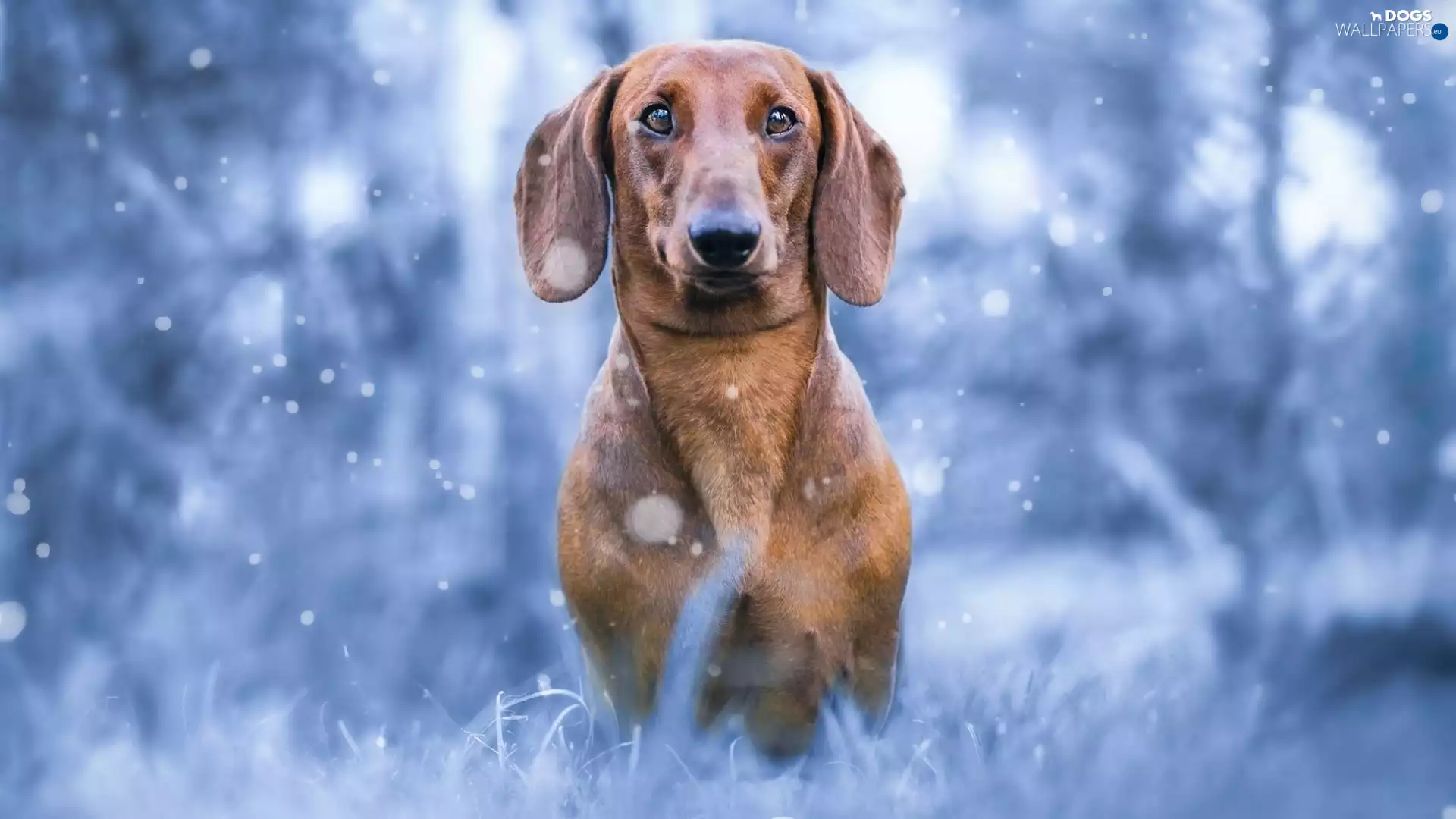 dog, Dachshund Shorthair