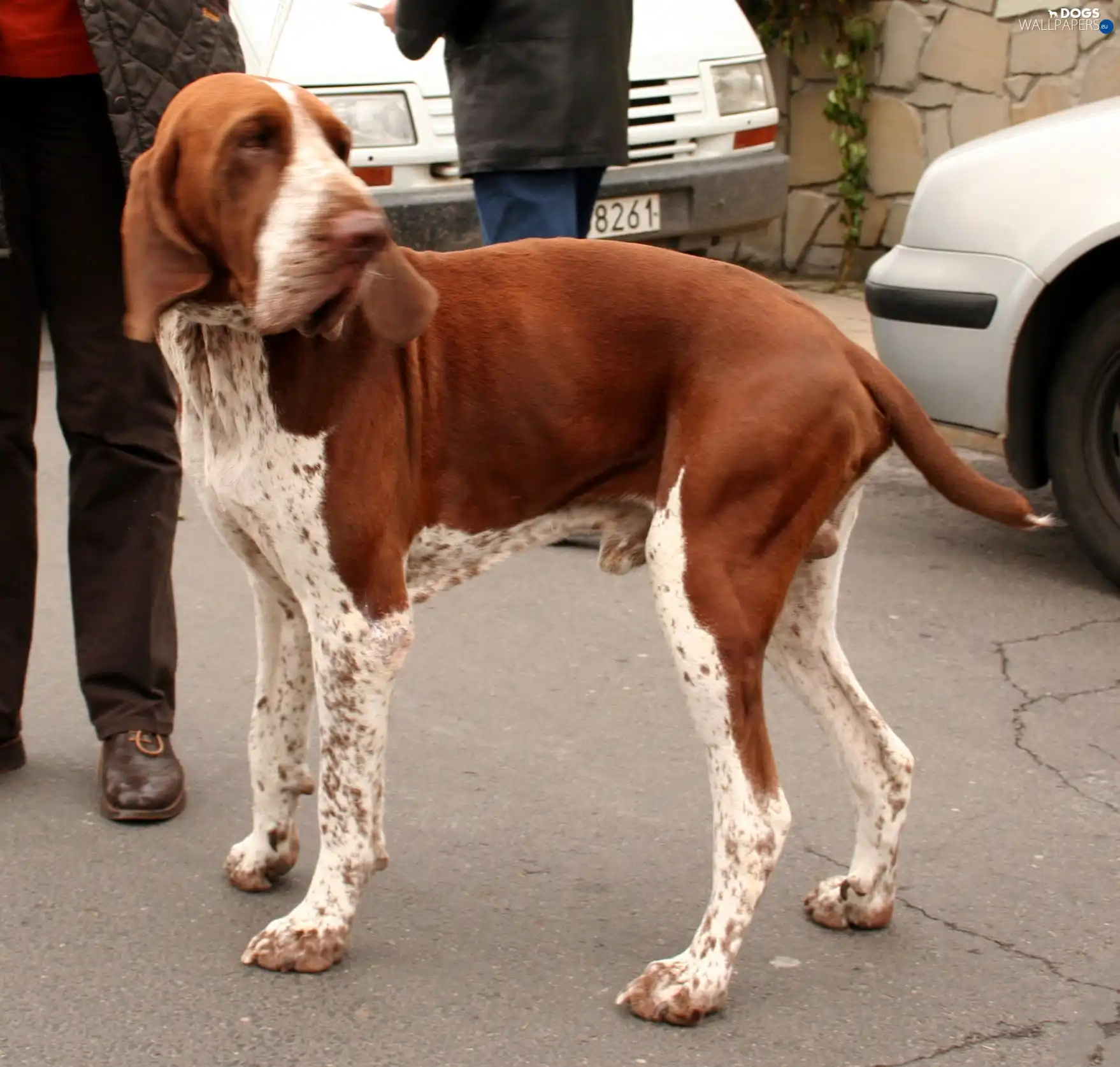 dog, shooting, Italian Shorthair Pointer