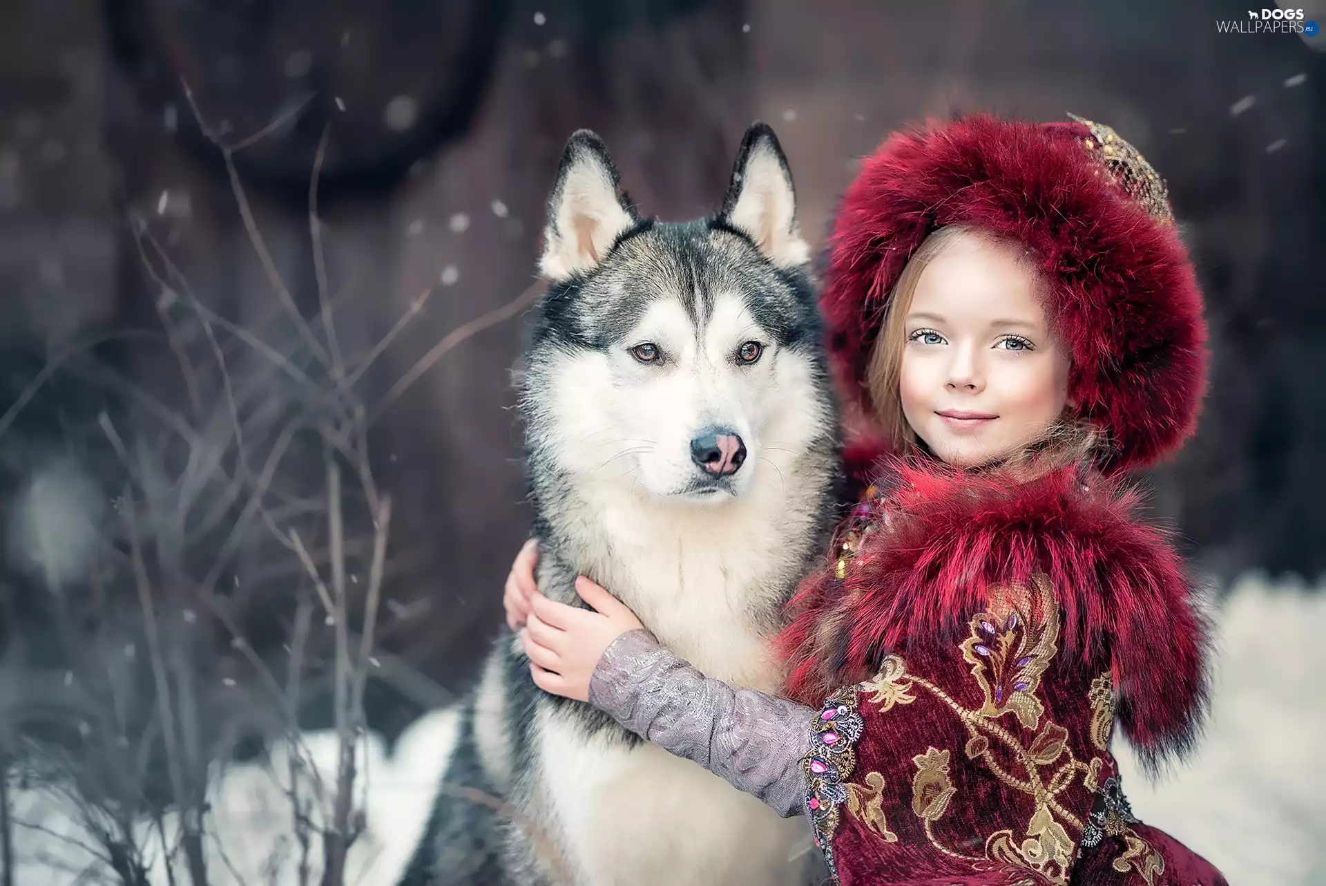 Siberian Husky, girl, dog