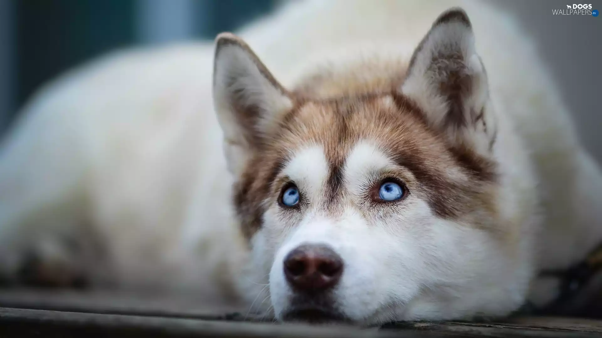Siberian Husky, lying, dog