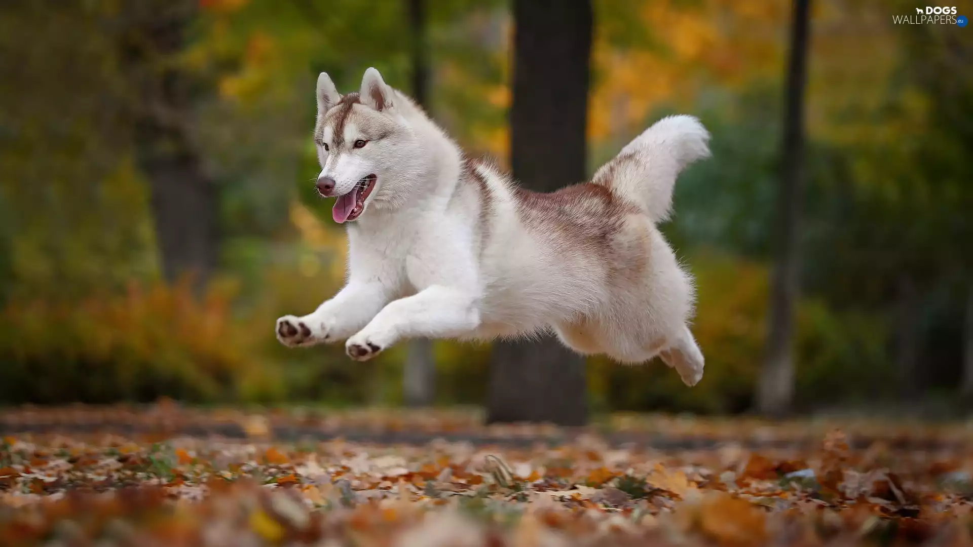 Siberian Husky, skipping, dog