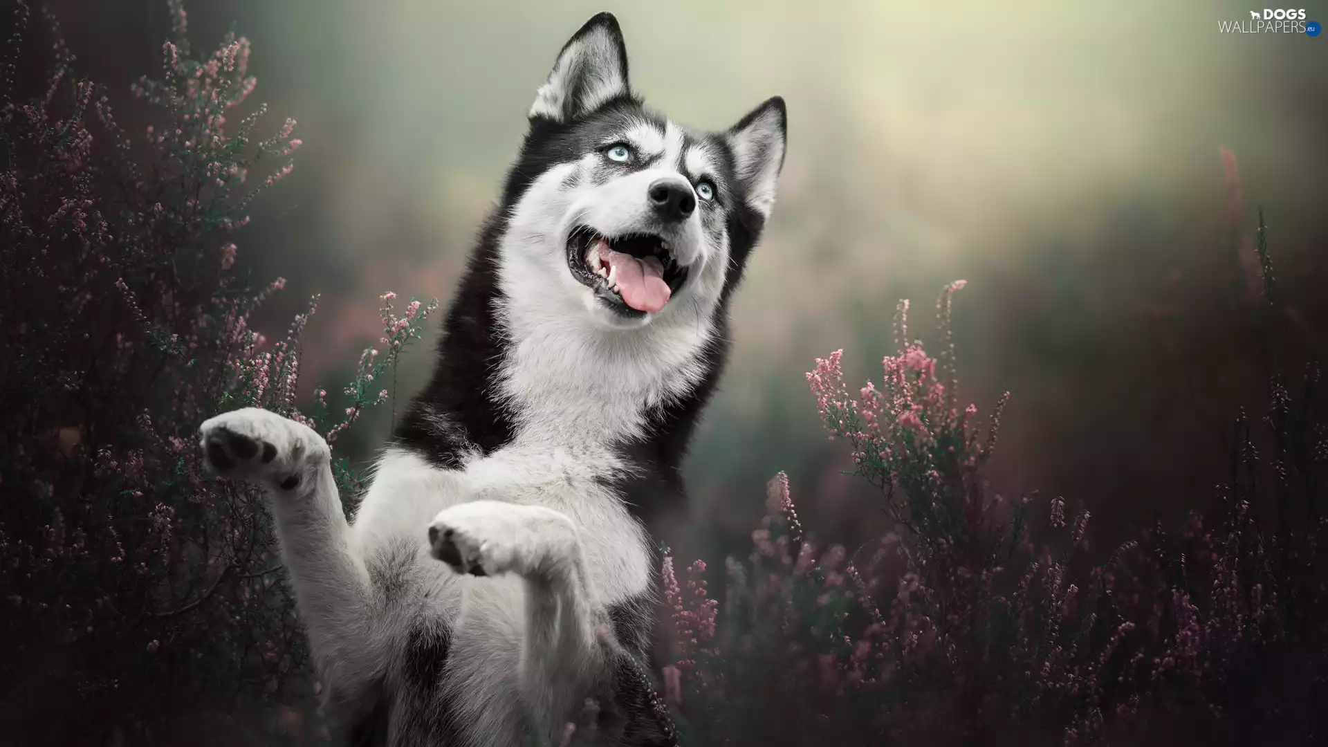 cheerful, dog, Siberian Husky, smiling