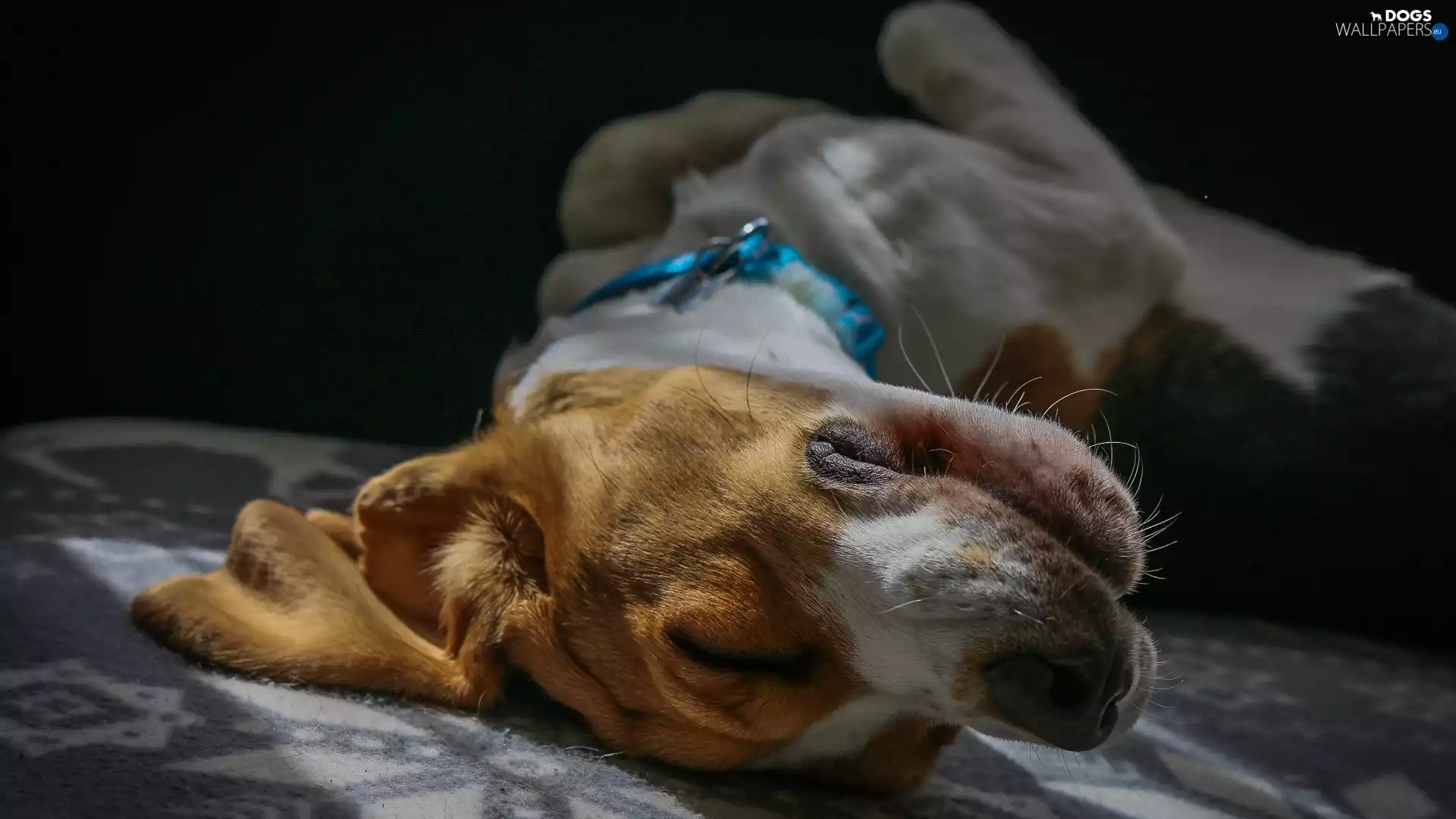 sleepy, Beagle, coverlet, dog