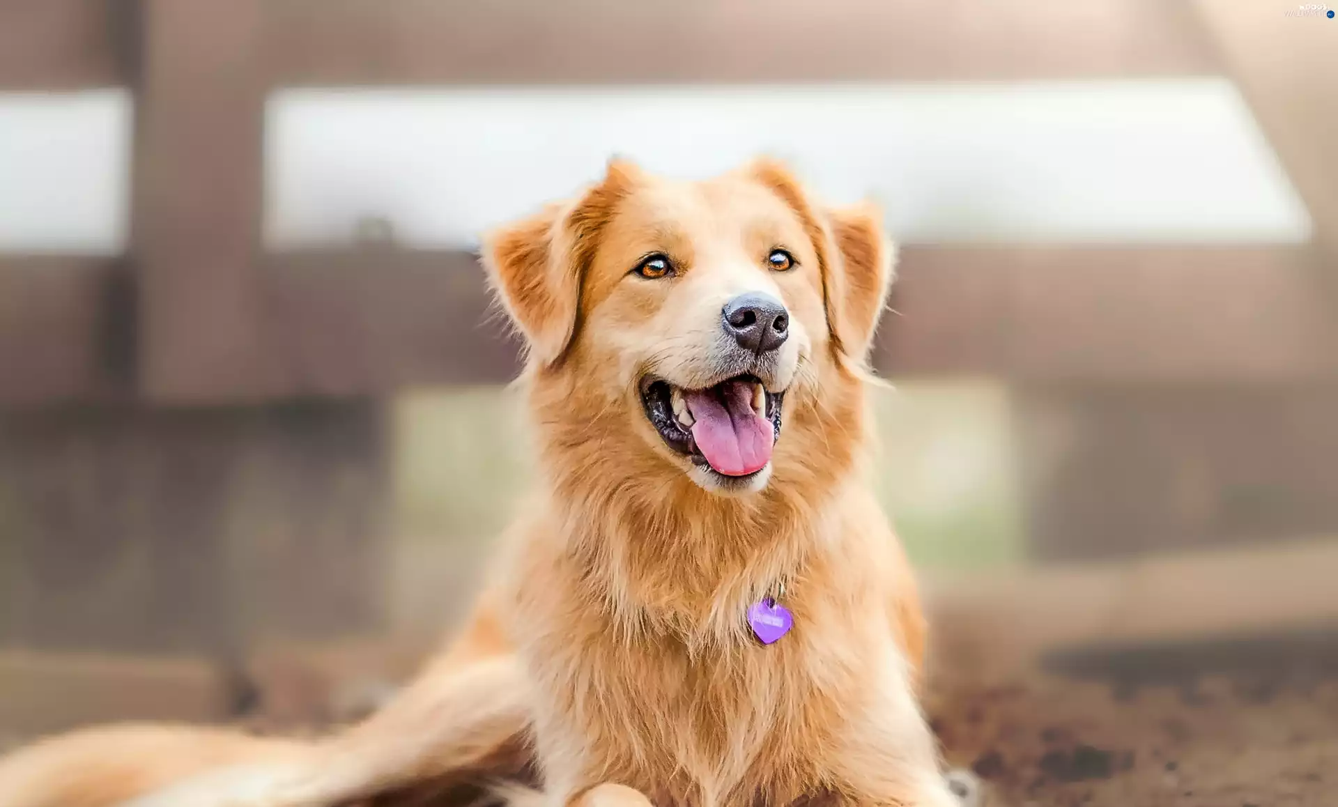 smiling, Border, Collie, dog