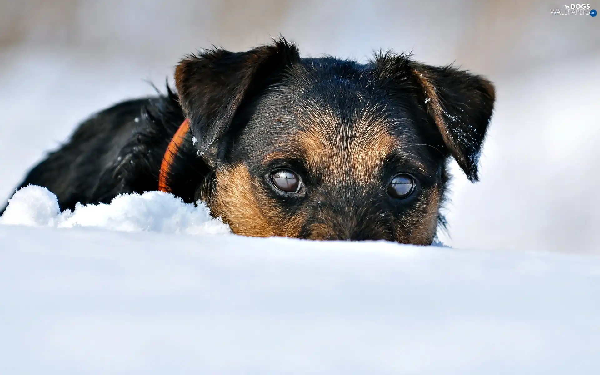 dog, shooting, german, snow, terrier