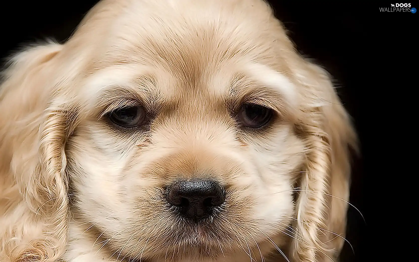 dog, Cocker Spaniel, muzzle
