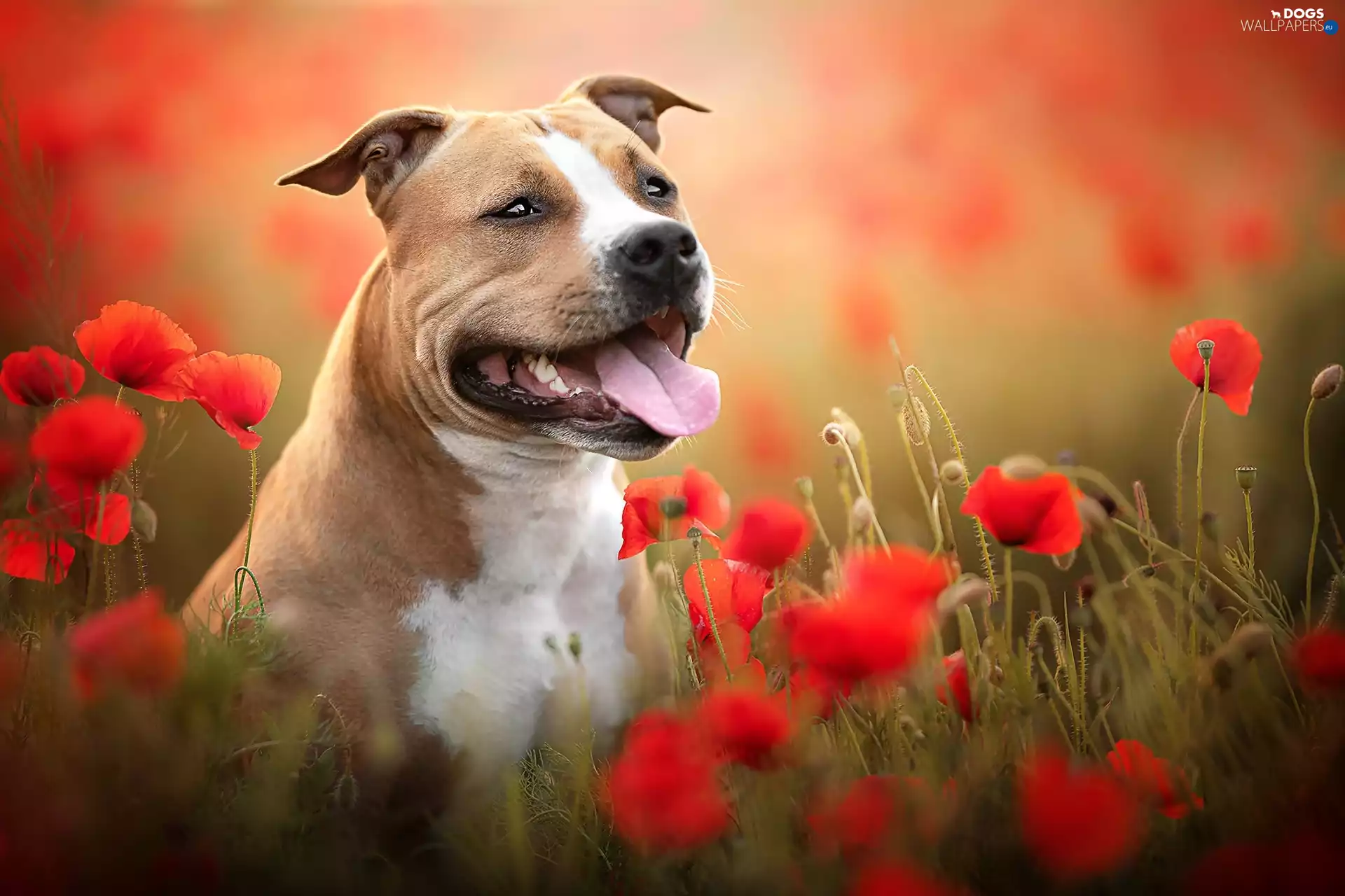 papavers, dog, Staffordshire Bull Terrier