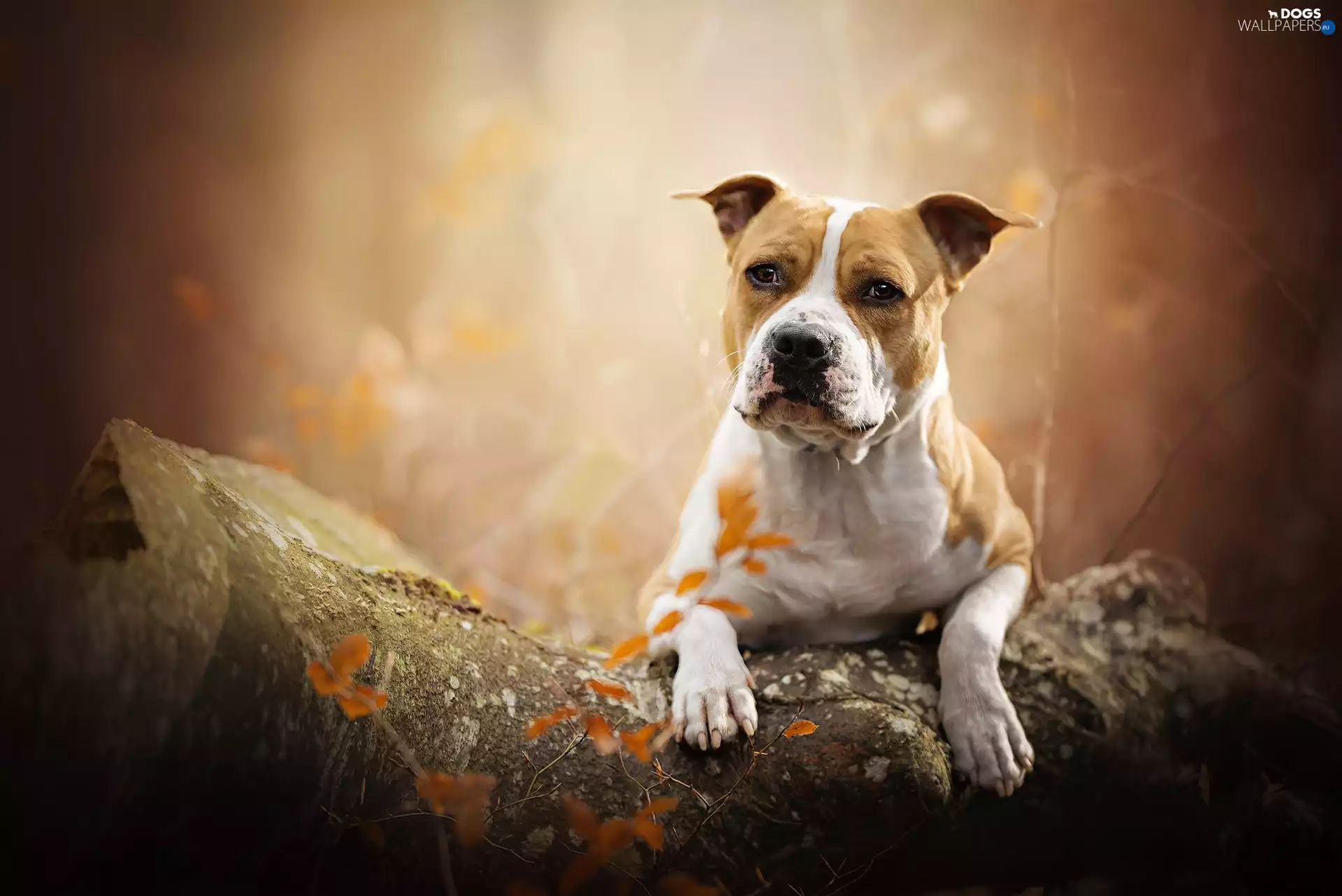 Stone, dog, Staffordshire Bull Terrier