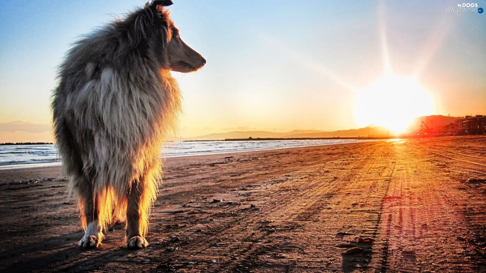 sun, dog, west