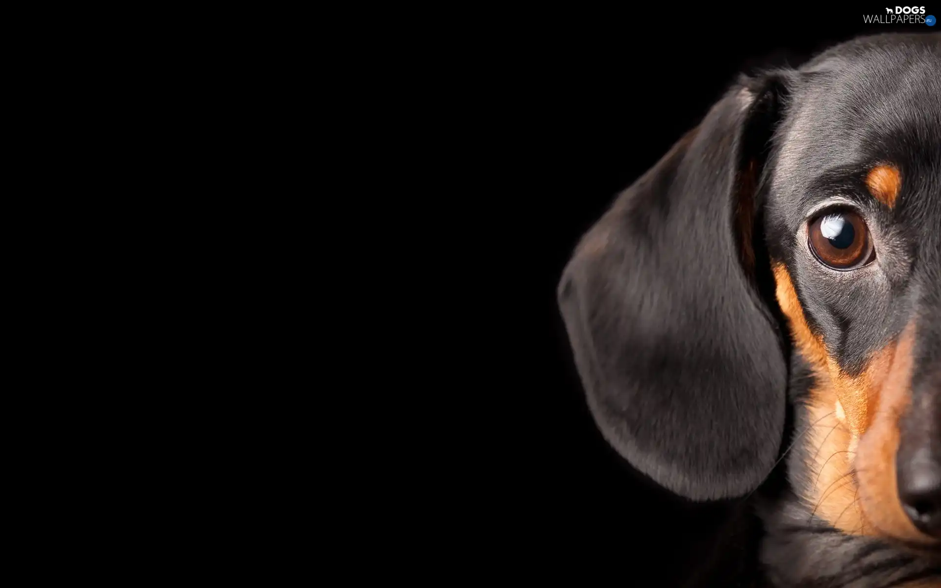 sweet, dog, dachshund