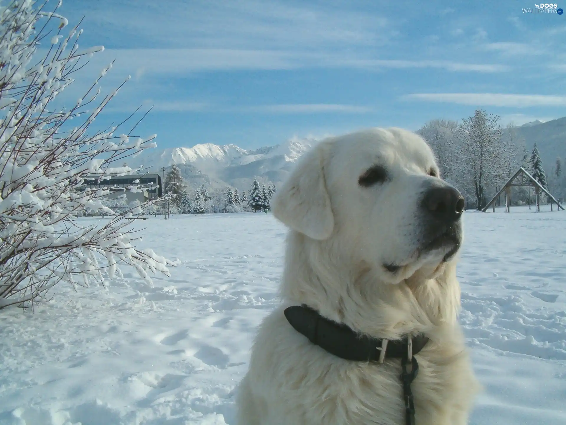 dog-collar, Leather, Head, Tatra Sheepdog