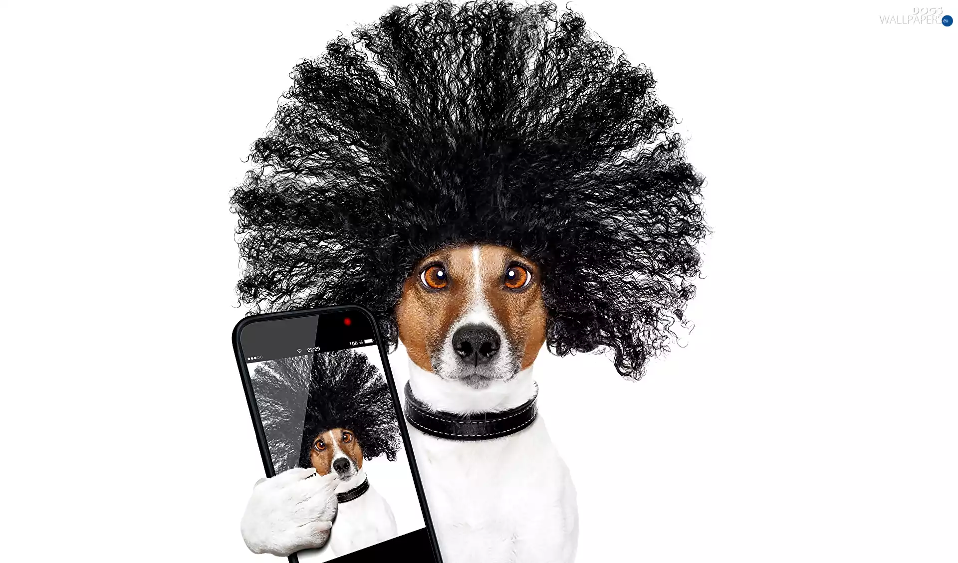 dog-collar, Telephone, Jack Russell Terrier, wig, dog