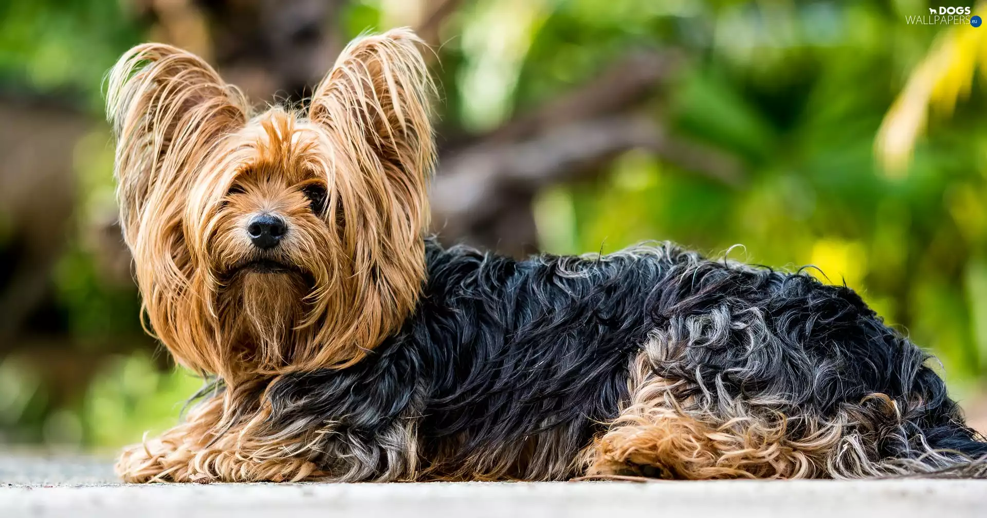 dog, Yorkshire Terrier