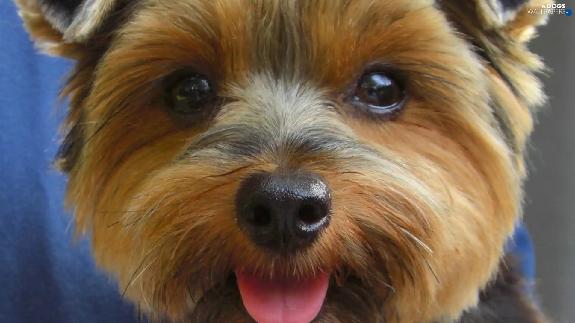 dog, Yorkshire Terrier, muzzle