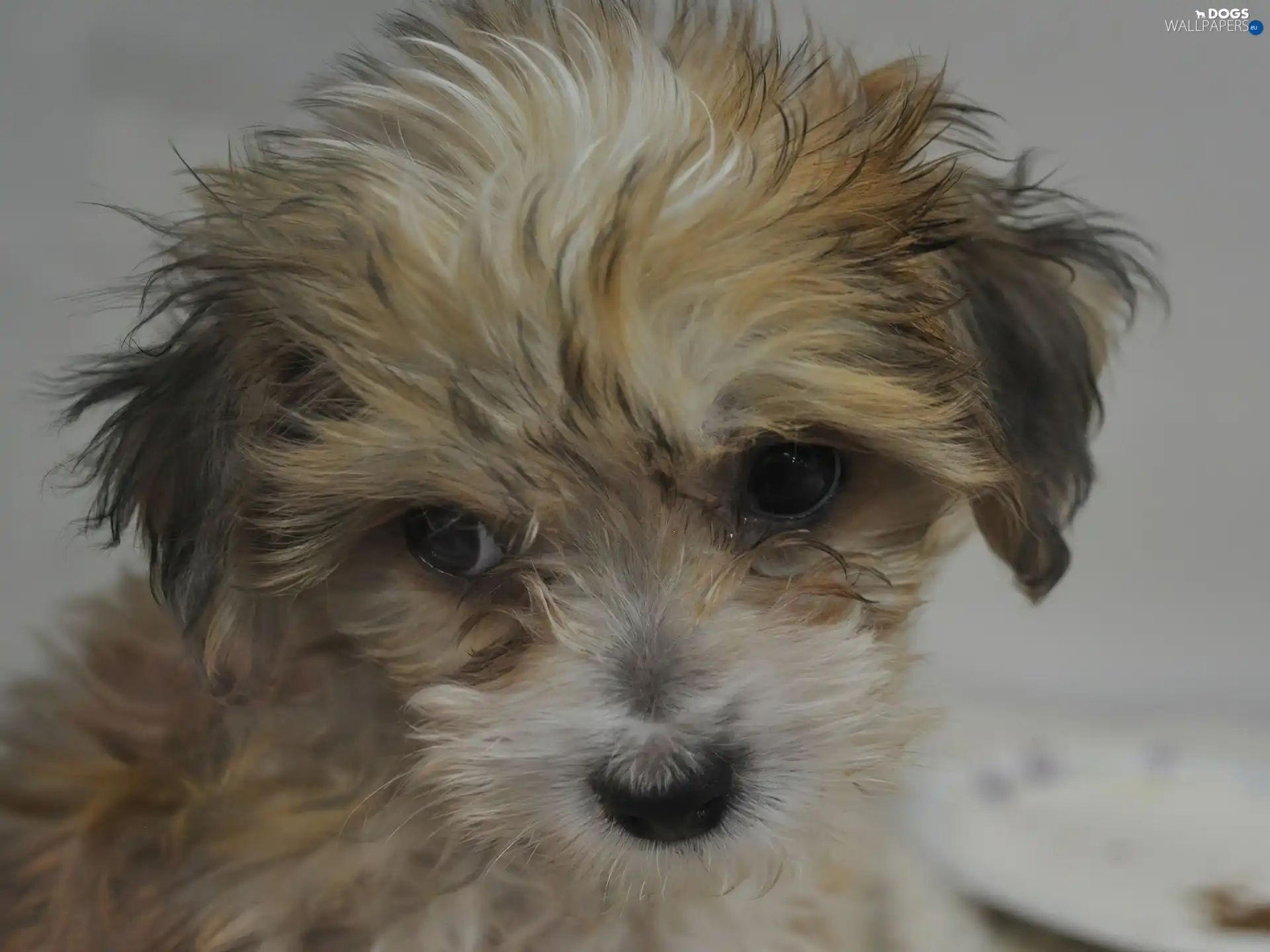 dog, Yorkshire Terrier, sad