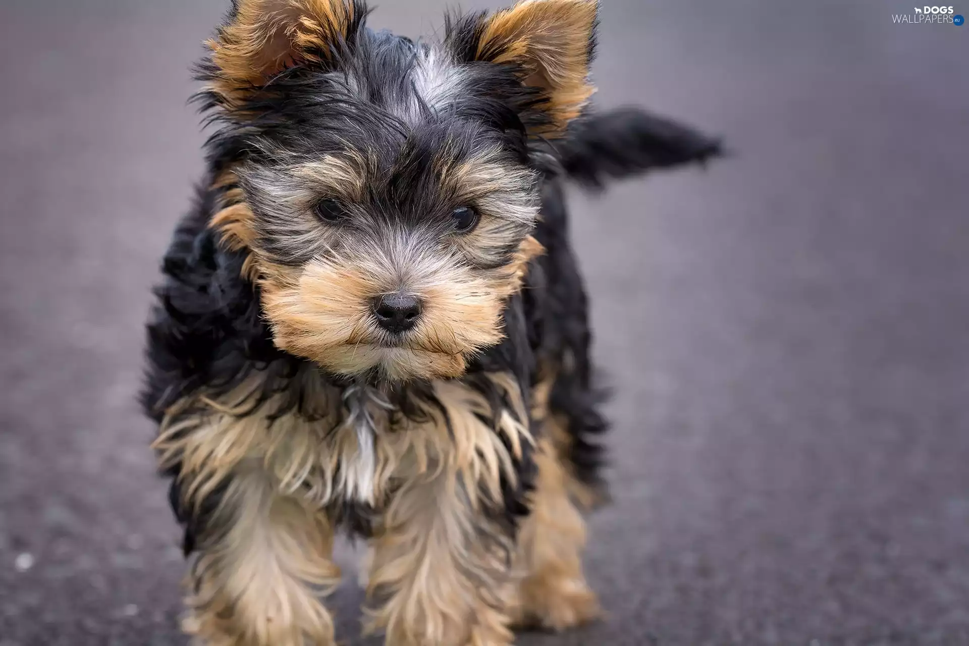 dog, Yorkshire Terrier