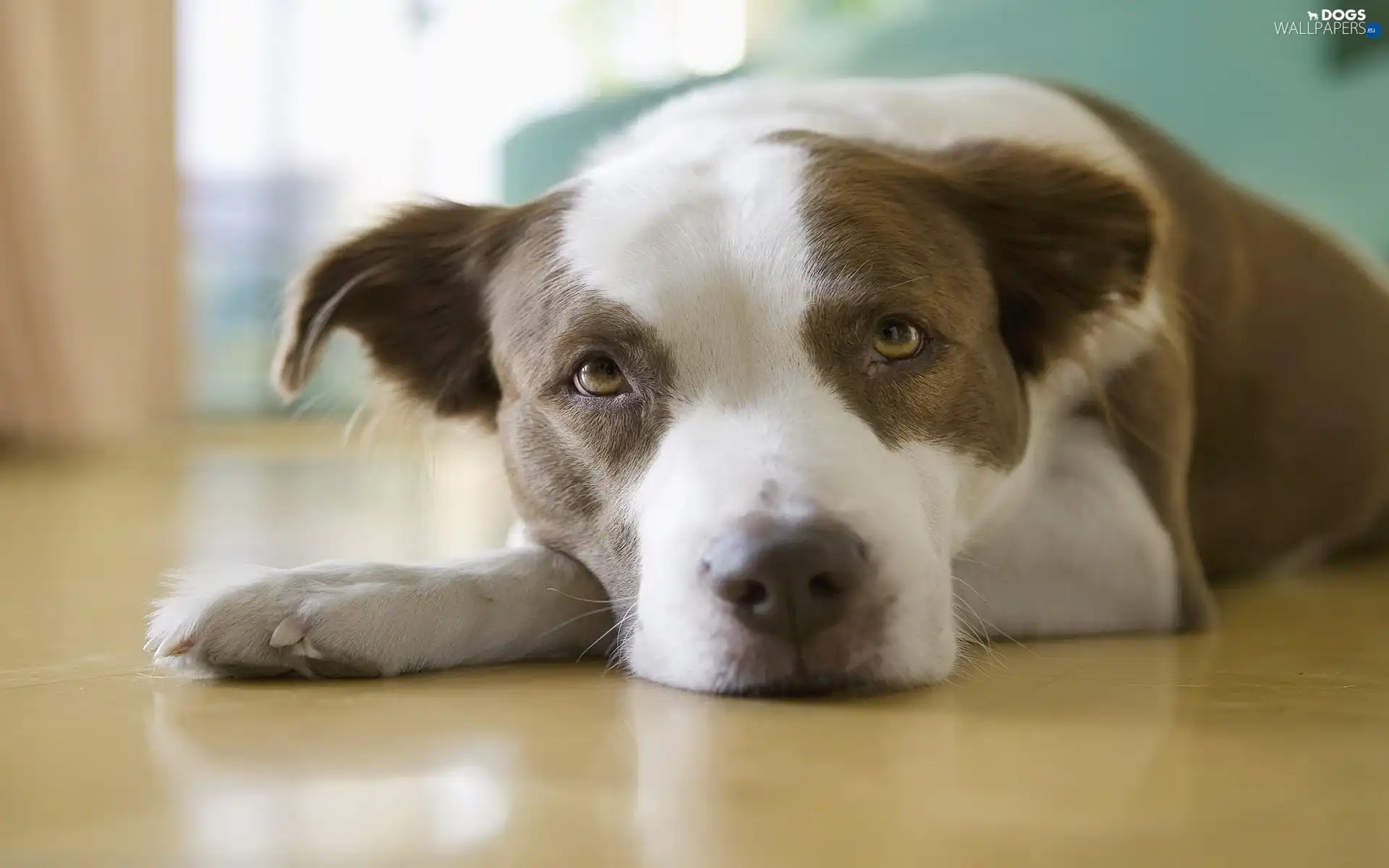 dog, thoughtful