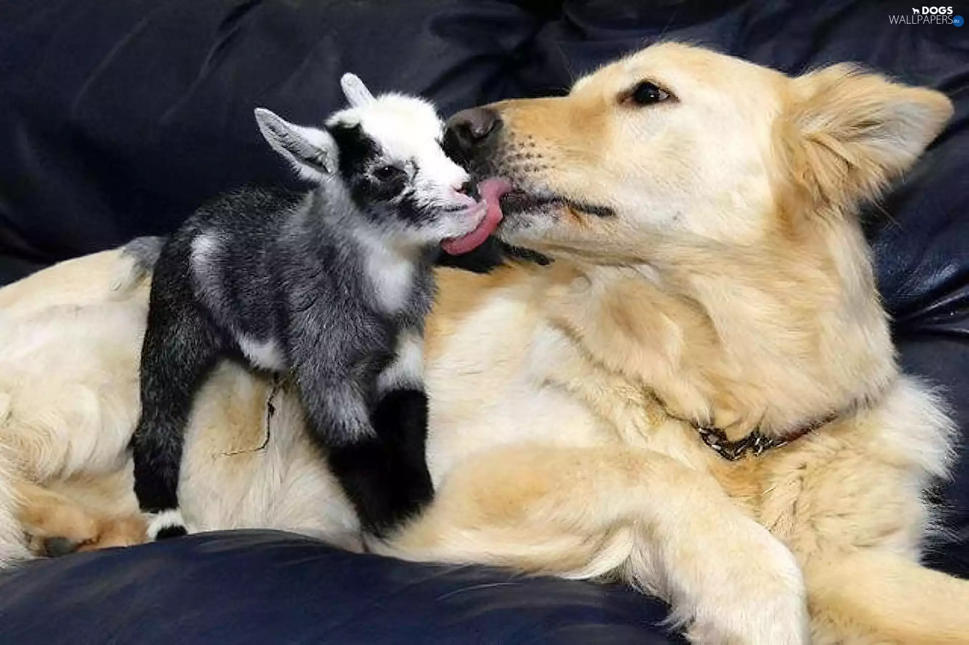 Tounge, flip-flap, dog