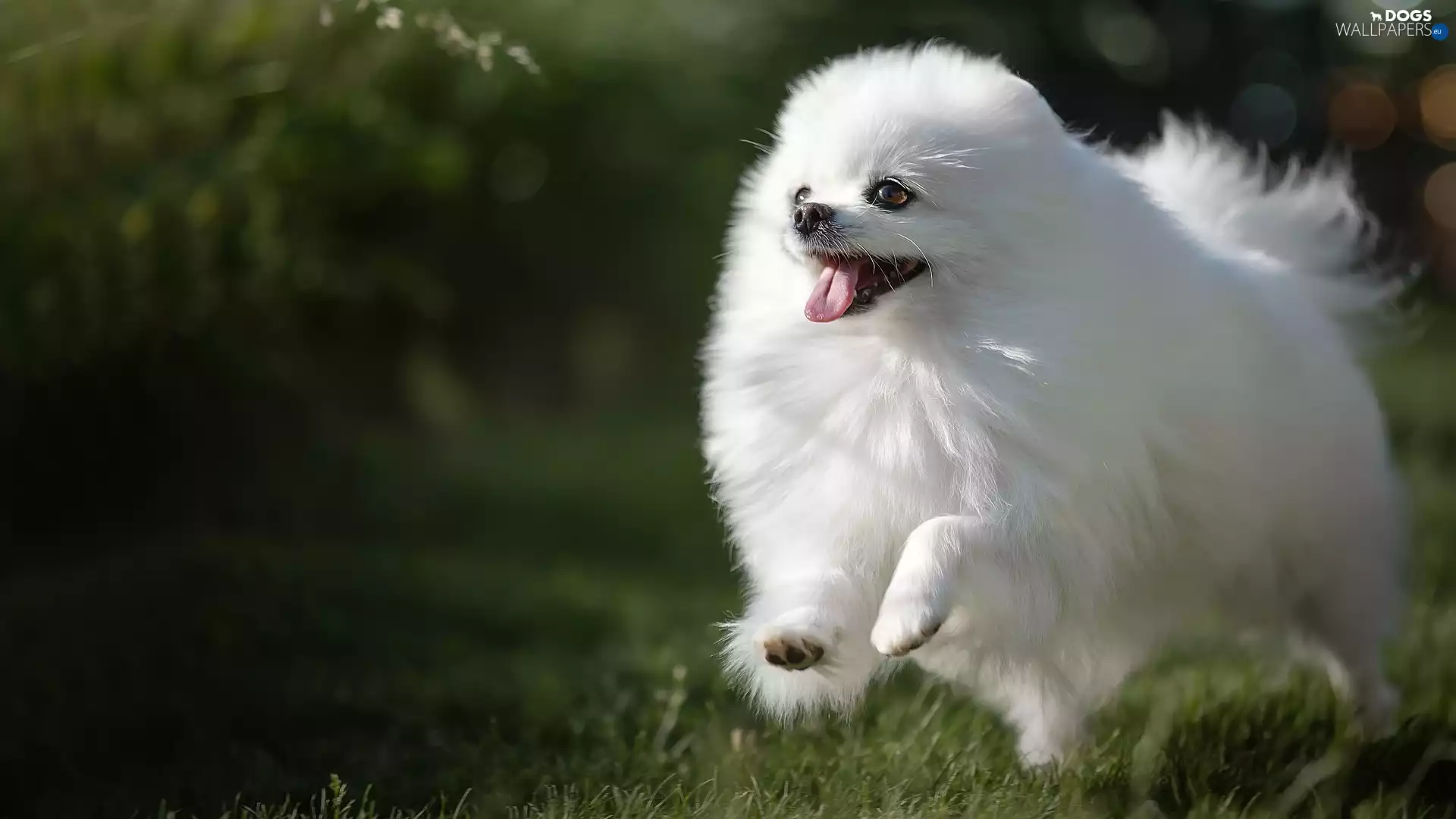 White, dog, Toy Spitz, cheerful