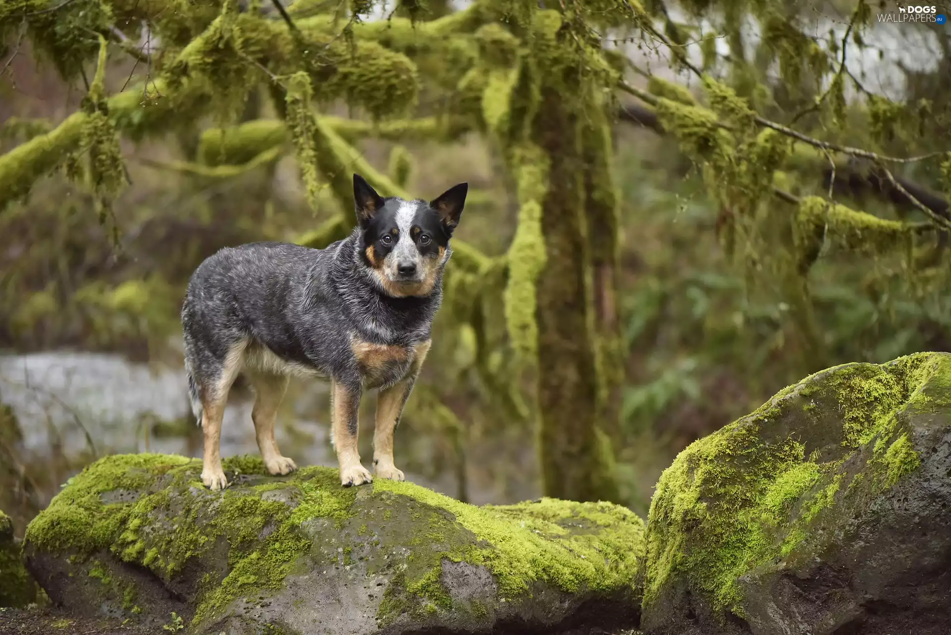 rocks, dog, trees, viewes, Moss, Australian cattle dog