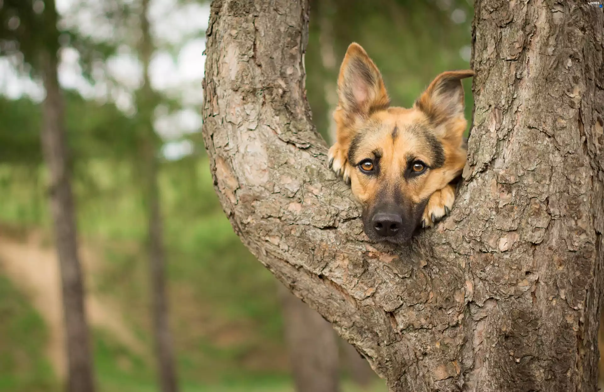sheep-dog, trees, forest, german