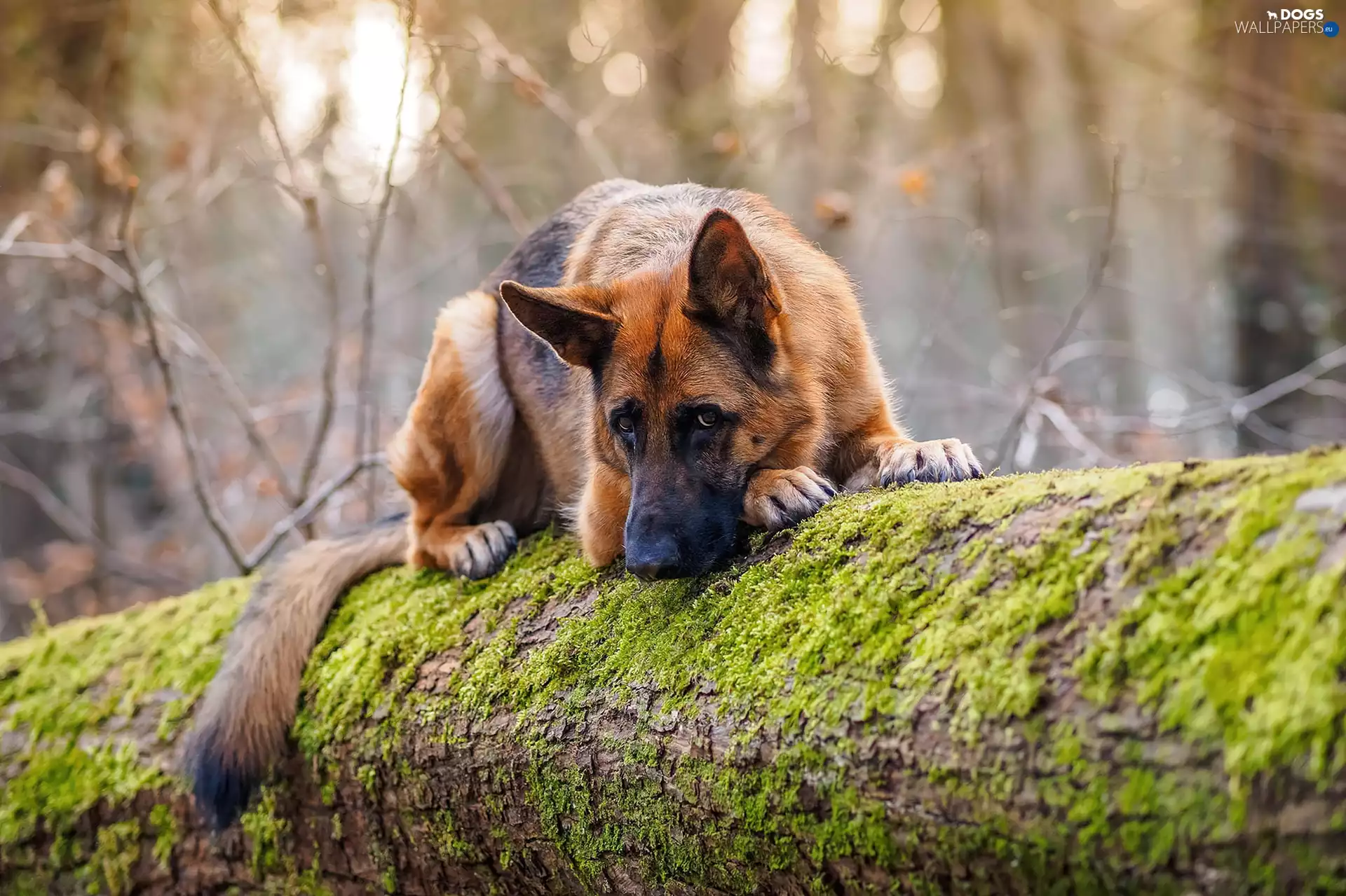 sheep-dog, trees, viewes, trunk