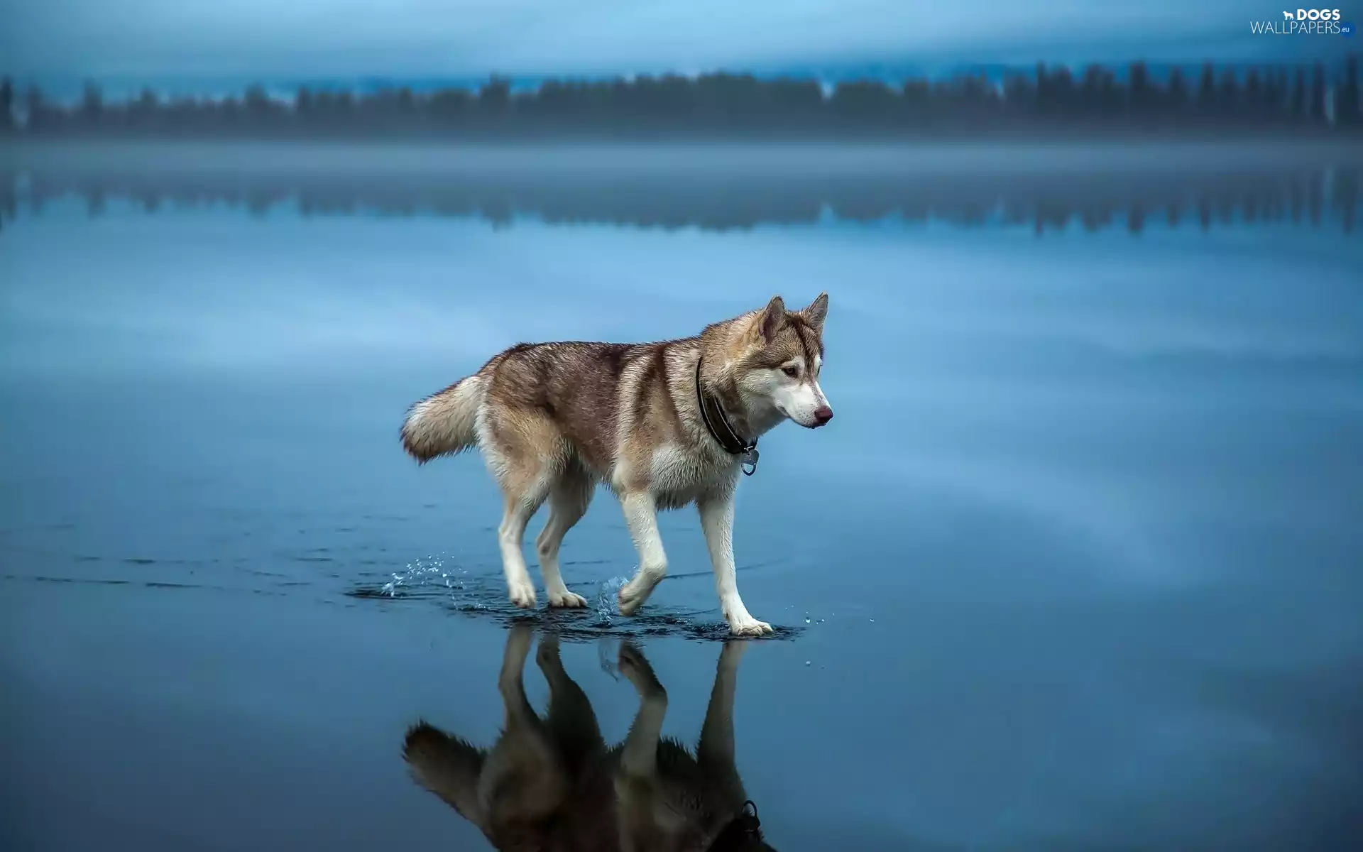 dog, water