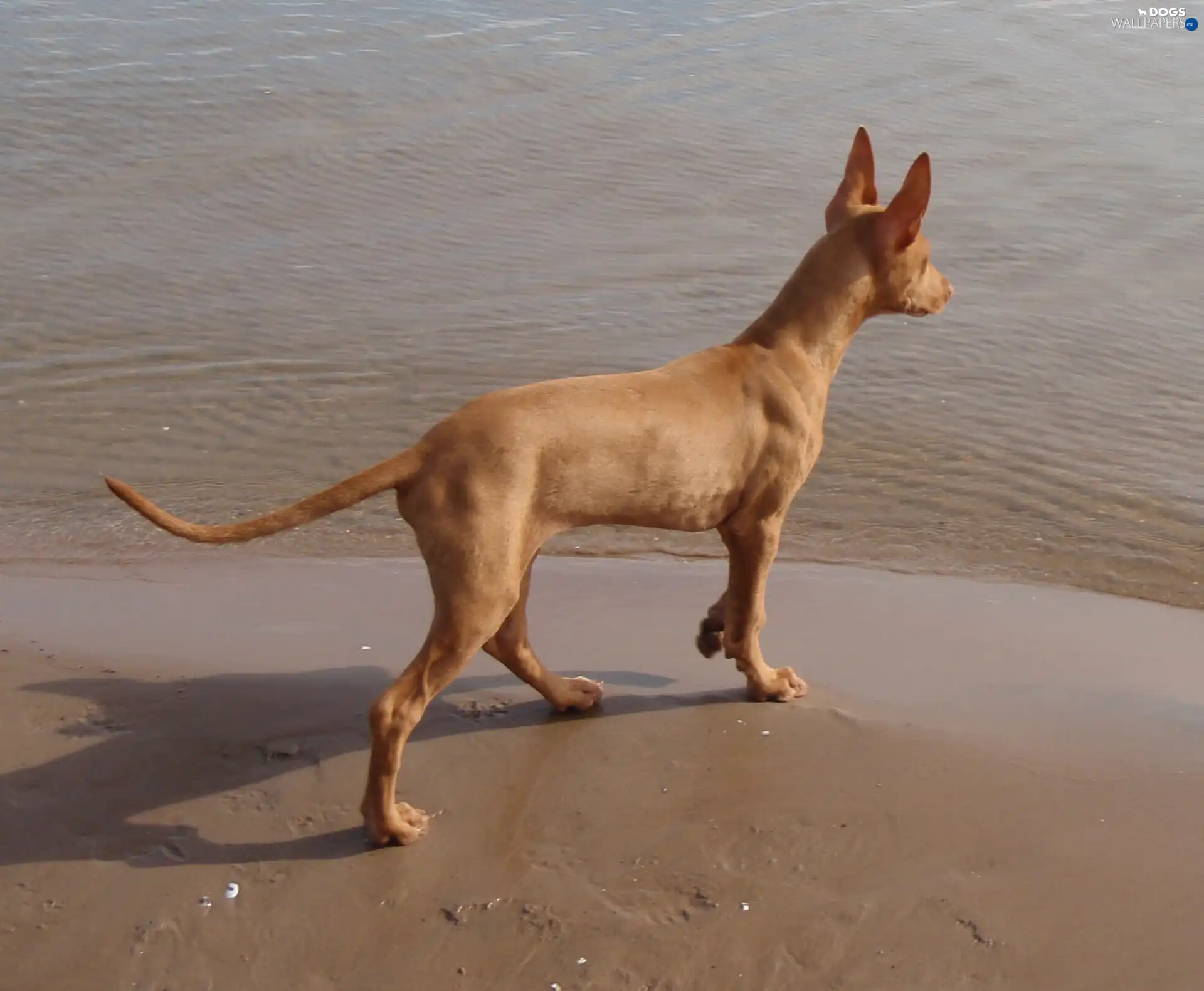 water, Dog Pharaoh