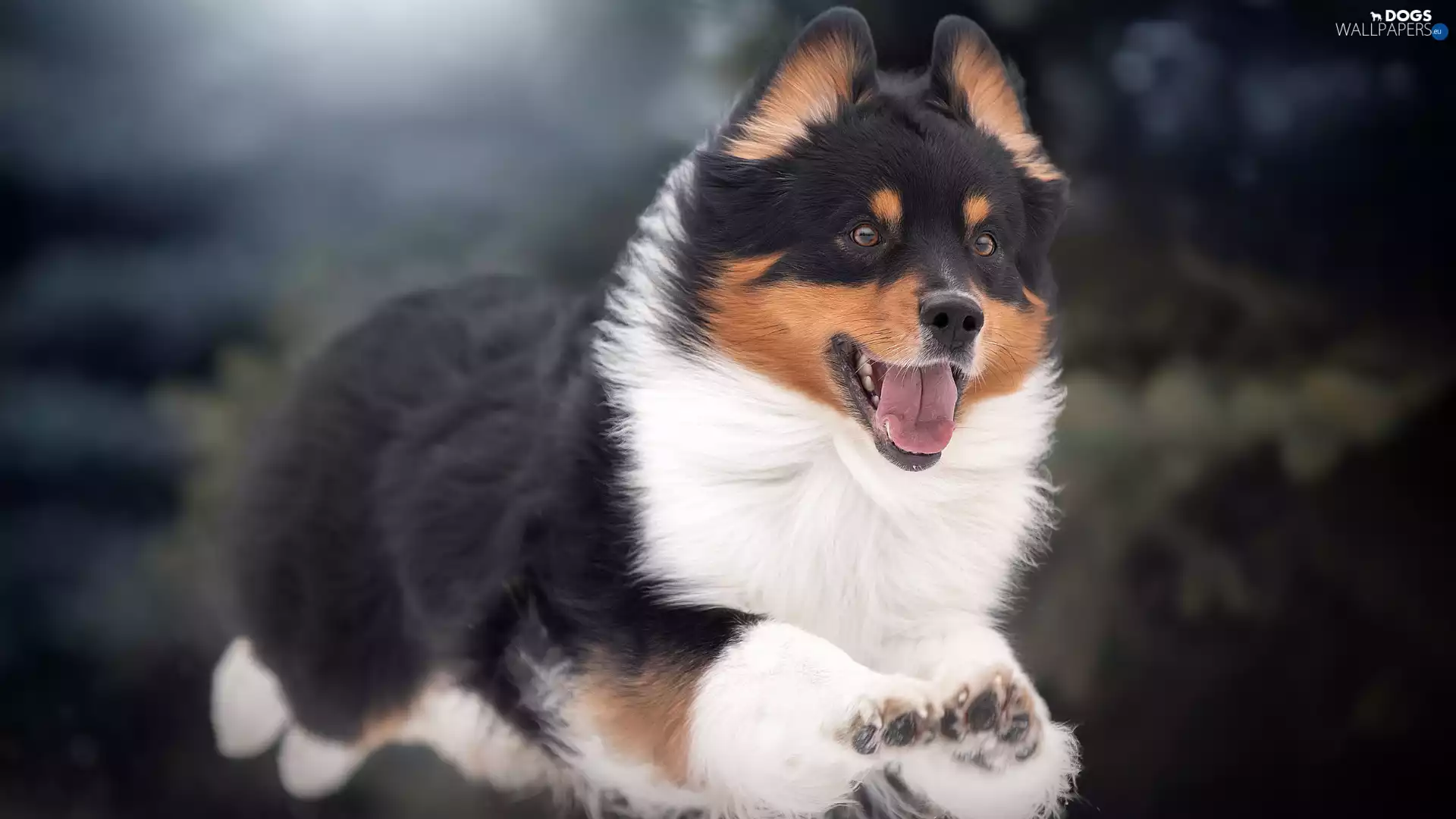 jump, dog, Welsh corgi pembroke