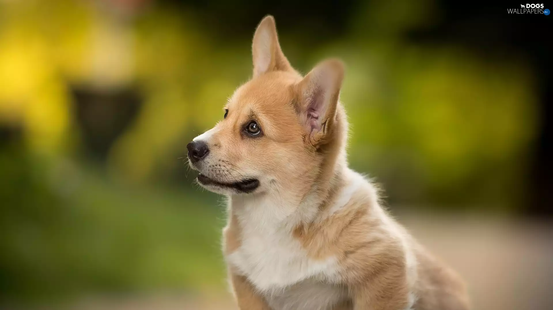 muzzle, dog, Welsh corgi pembroke