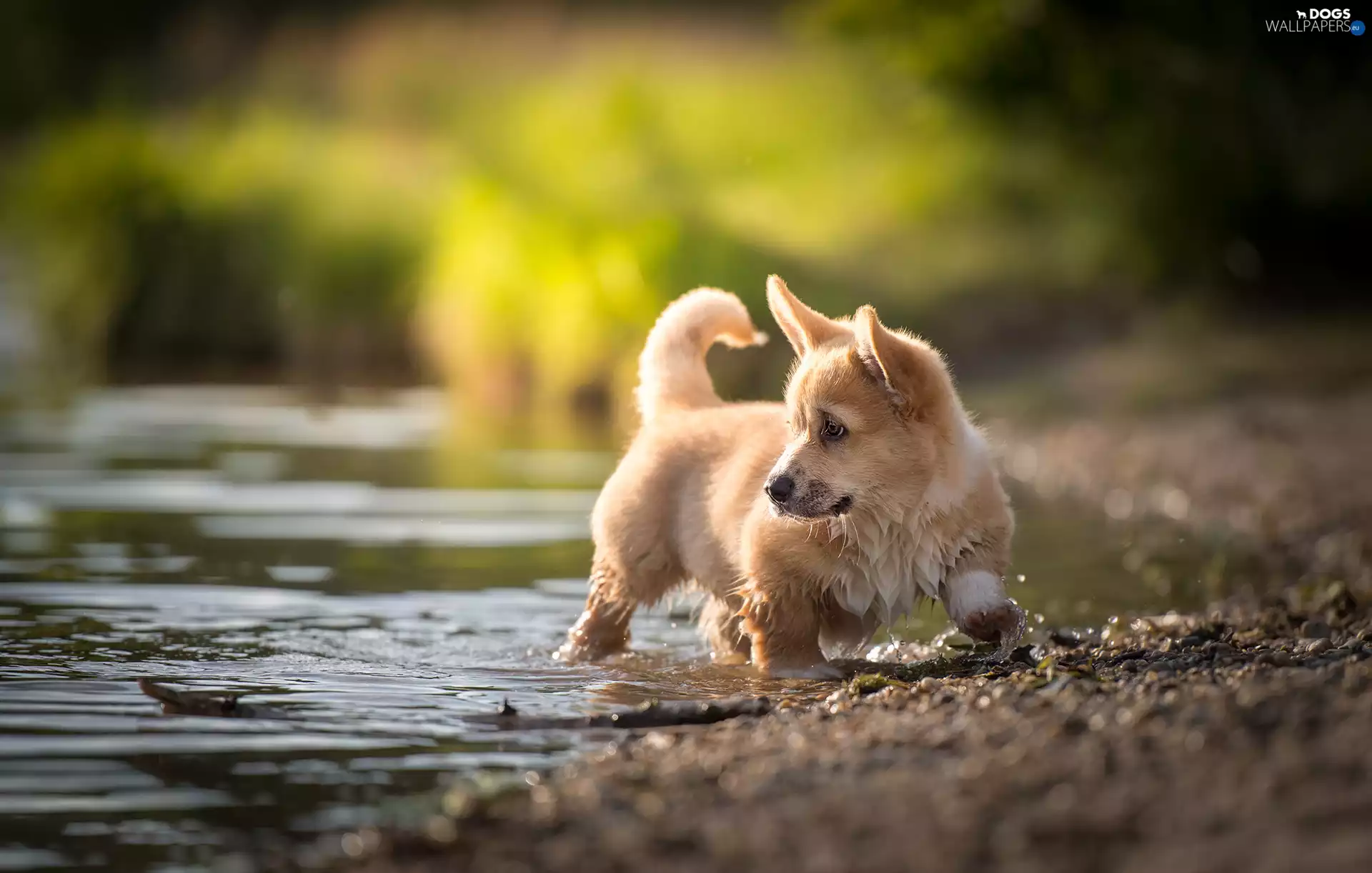 water, dog, Welsh corgi pembroke