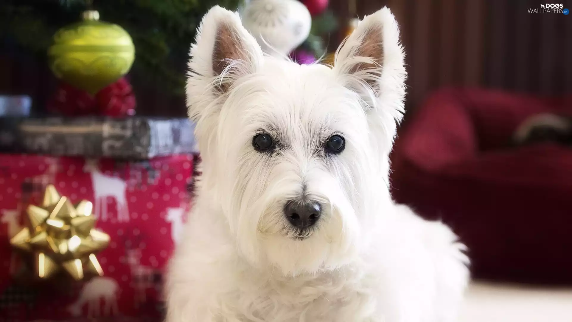 ornamentation, Christmas, West Highland White Terrier, muzzle, dog