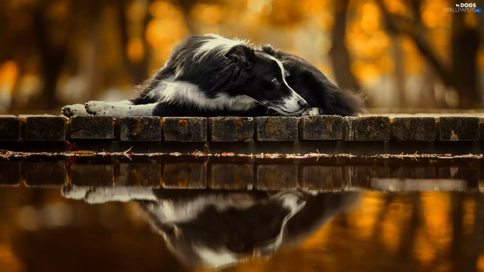 dog, lying, ledge, reflection, Border Collie, White and Black