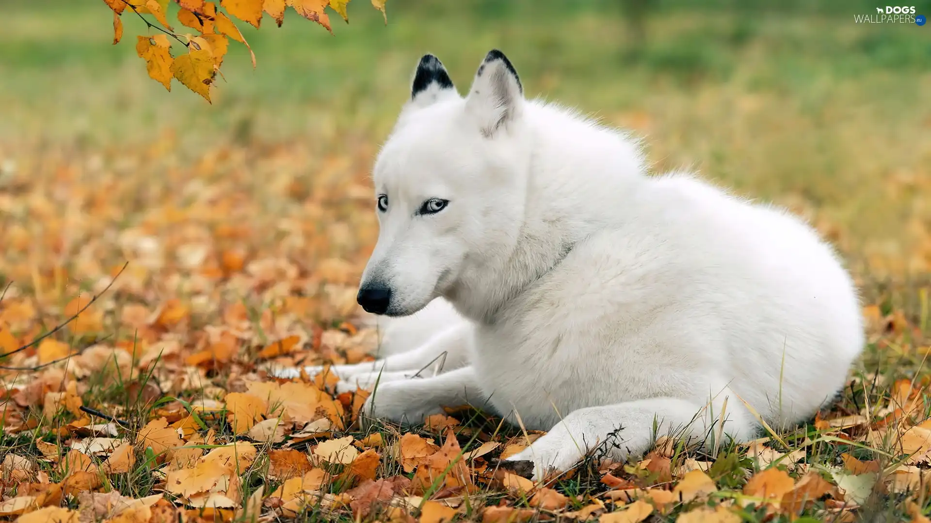 White, dog, Leaf