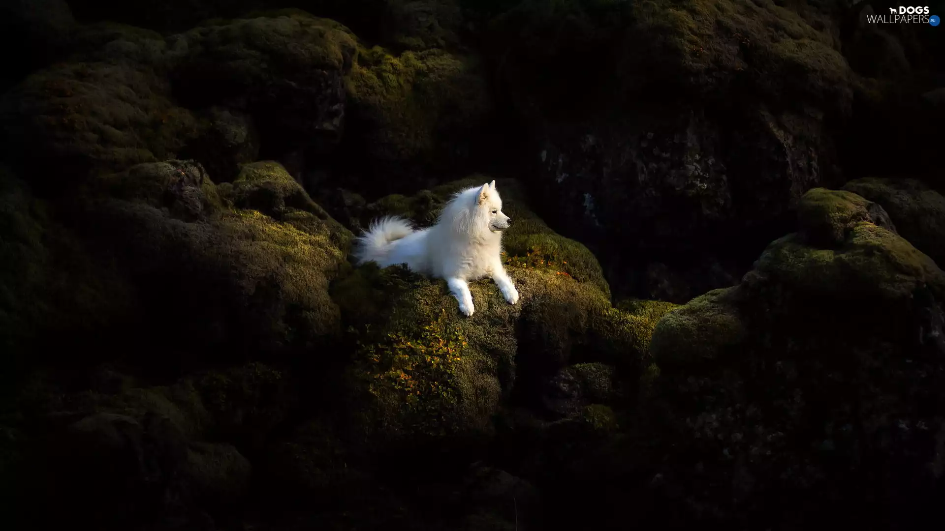 White, Samojed, rocks, dog