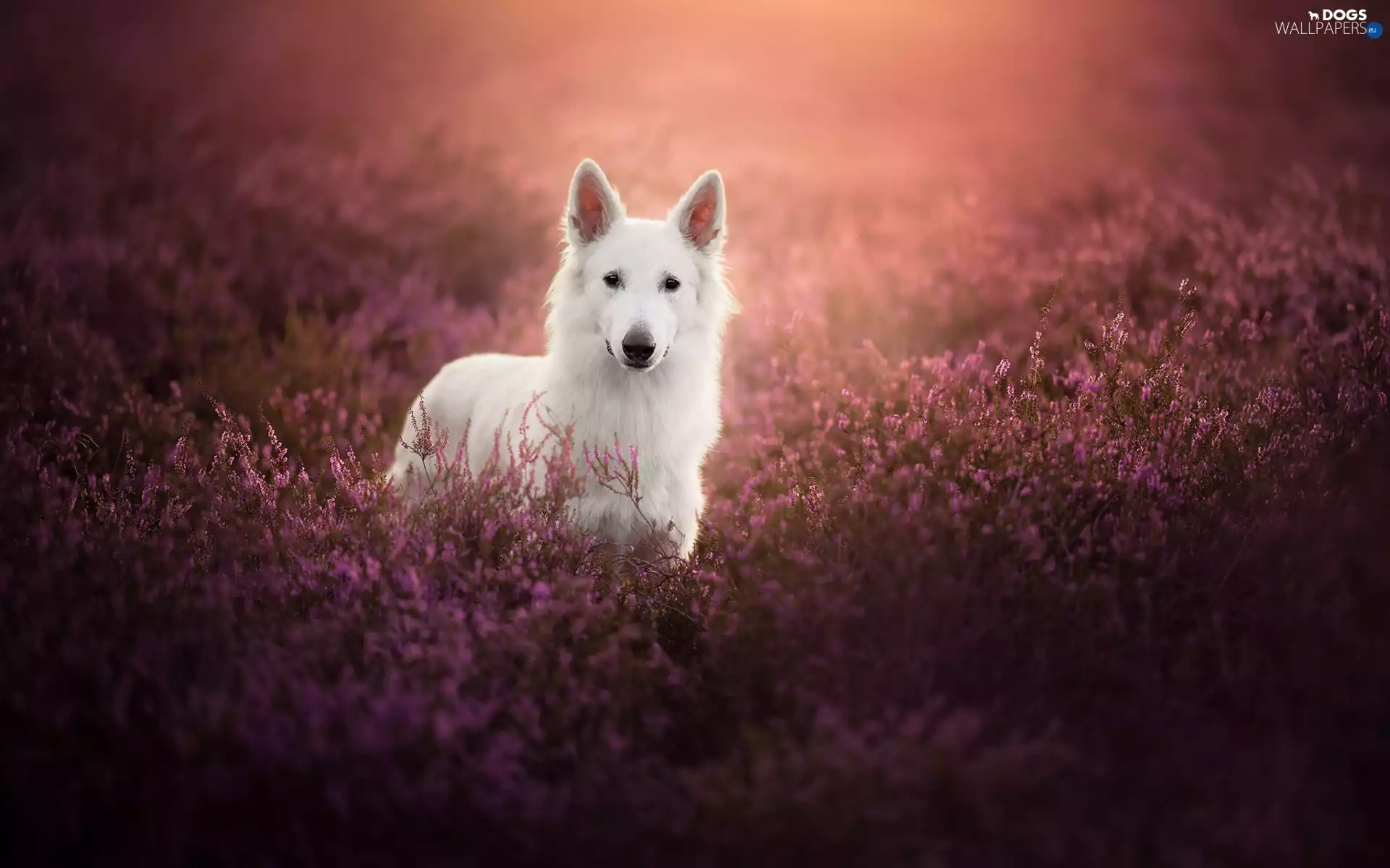 heathers, dog, White Swiss Shepherd