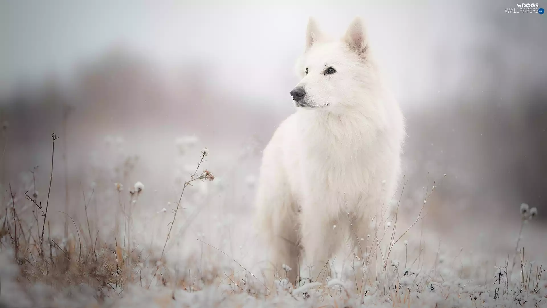 Meadow, dog, White Swiss Shepherd