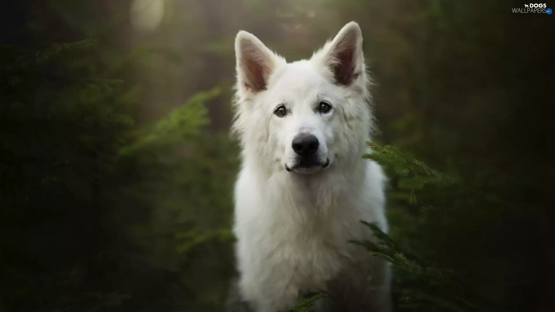 muzzle, dog, White Swiss Shepherd