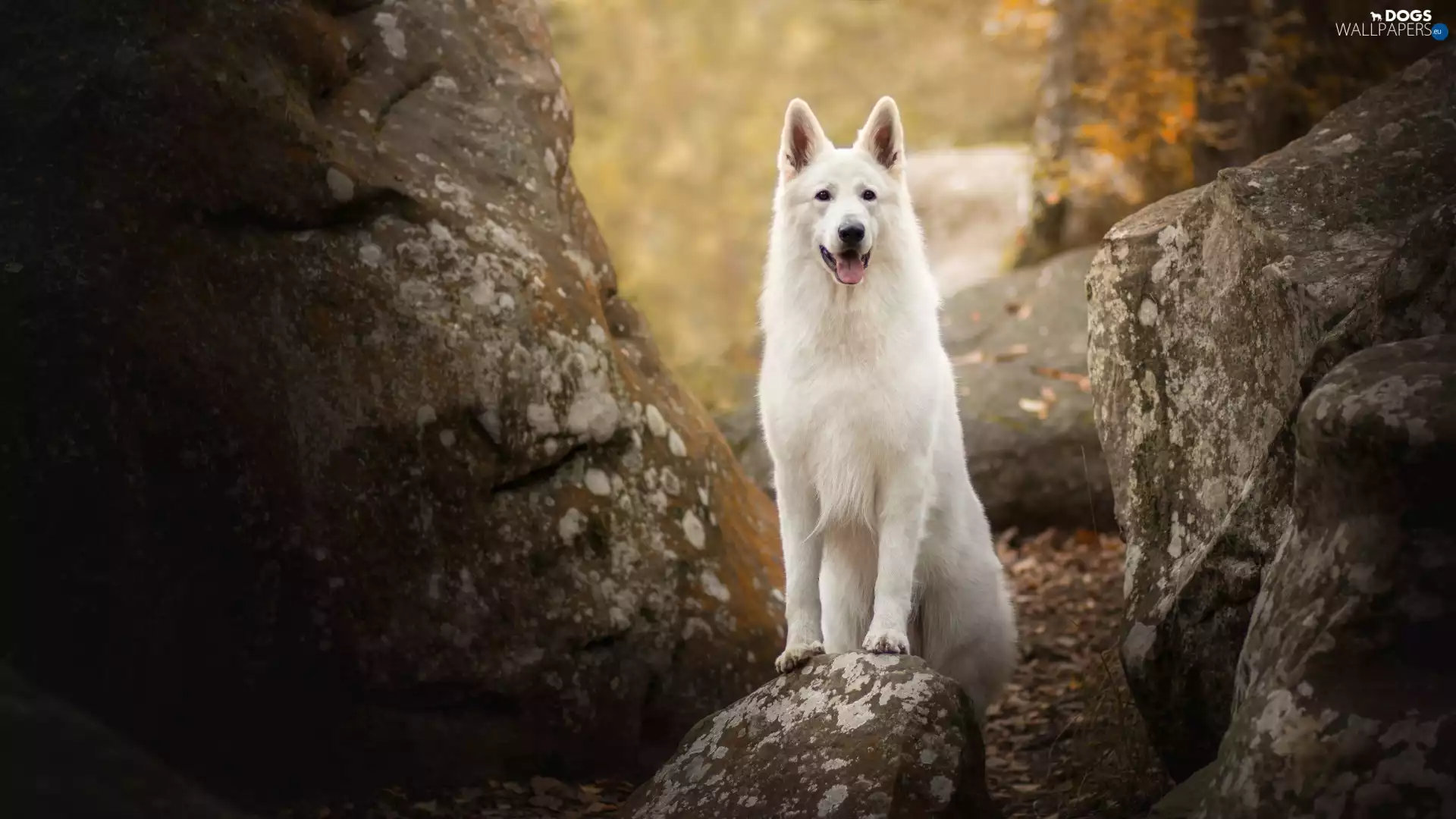 Stones, dog, White Swiss Shepherd