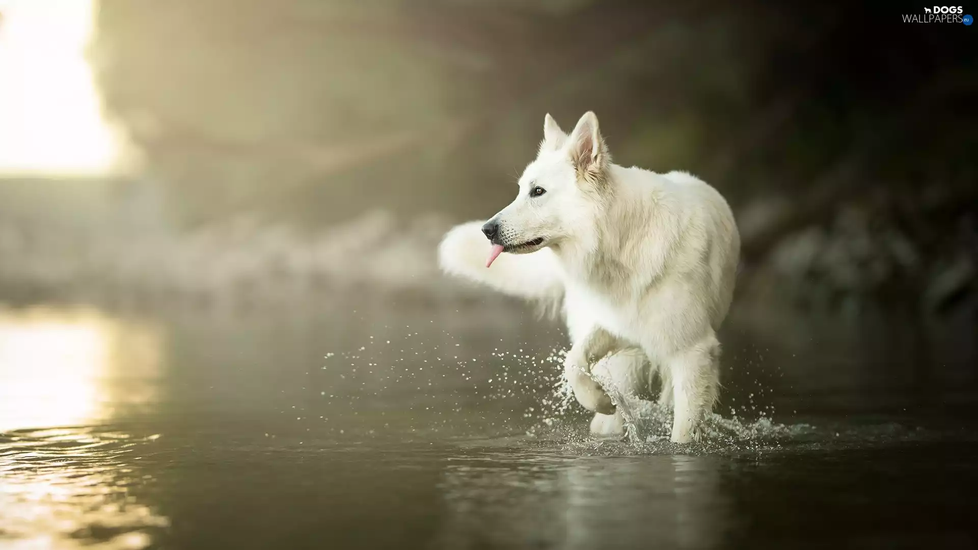 water, dog, White Swiss Shepherd
