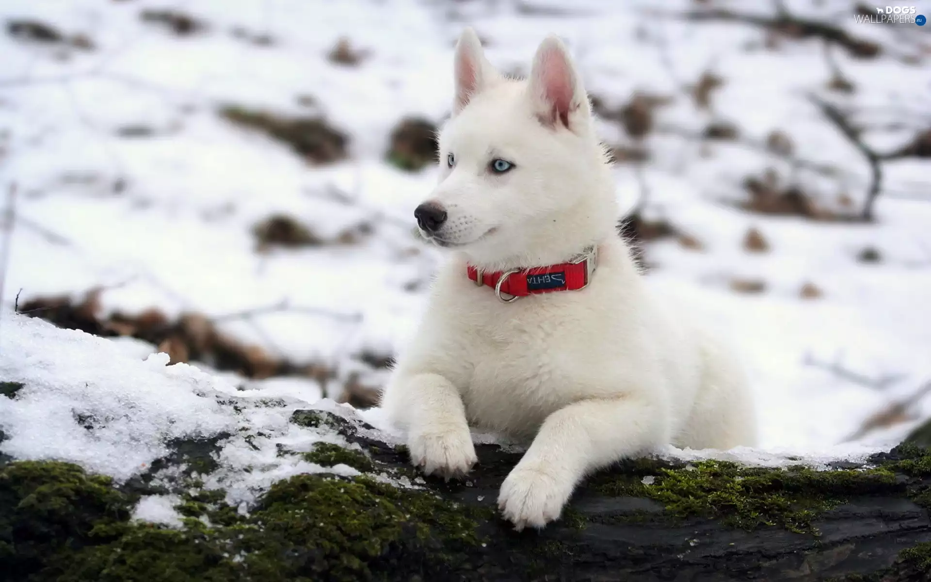 White, an, snow, dog
